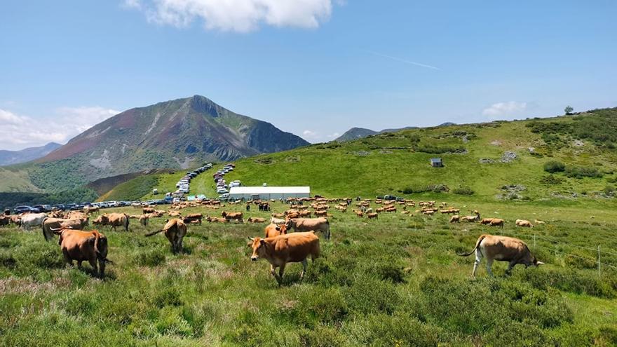 Muestra de potencial ganadero cangués en un encuentro en pastos de montaña en Gillón