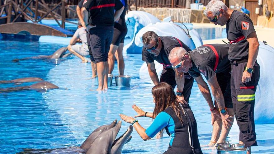 Los bomberos de la Diputación de Alicante se forman para rescatar delfines varados y aves desorientadas