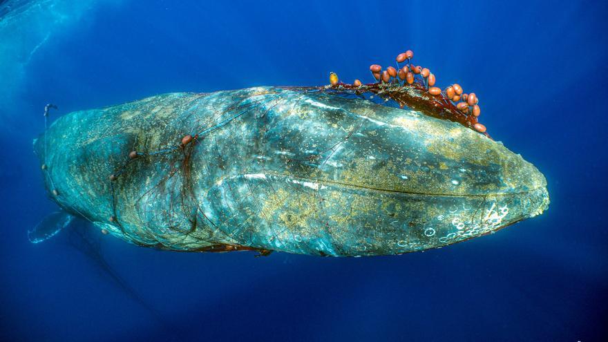 Una ballena jorobada es rescatada de las redes de pesca que le estaban asfixiando