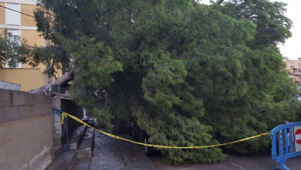 Un pino aplasta tres coches en Son Dameto