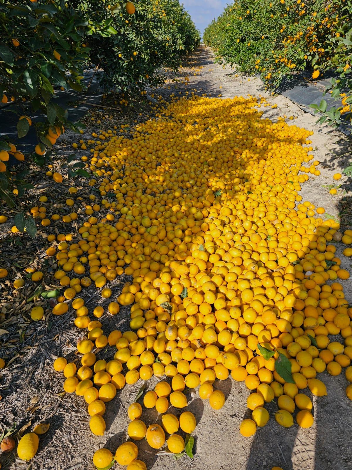 Una finca de limoneros con todos los limones por el suelo.