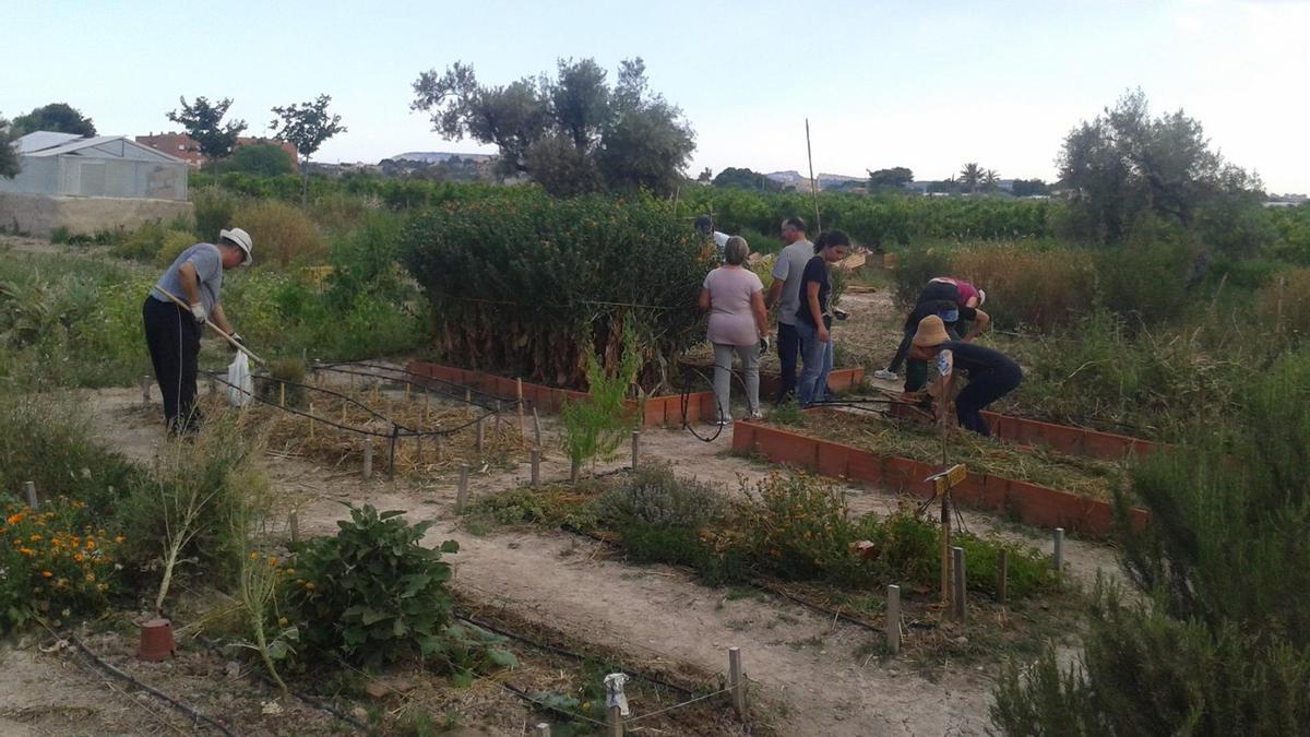 Varias personas en un huertos municipales mutxamel, en imagen de archivo.