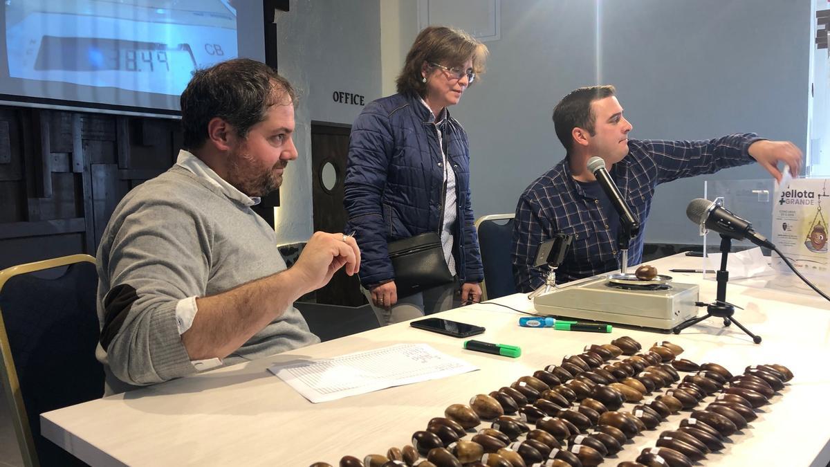 Pesado de bellotas durante la edición anterior del concurso para poner en valor la dehesa de Los Pedroches