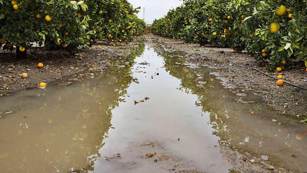 Un campo de naranjos anegado por la lluvia, en el término de Llocnou d’en Fenollet, ayer.  | PERALES IBORRA