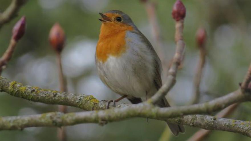 El petirrojo o pimentera: un pájaro muy nombrado