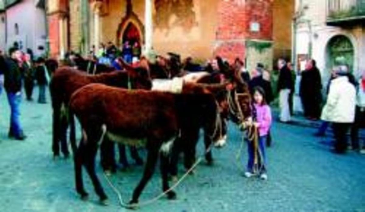 La recuperació Diversos burros a la plaça de Castelbuono, a Sicília. La recuperació Diversos burros a la plaça de Castelbuono, a Sicília.