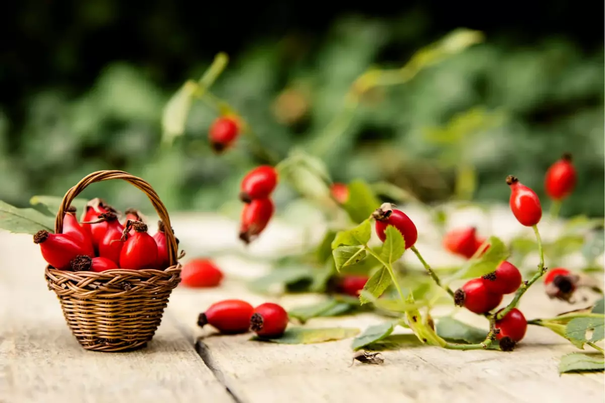 El escaramujo, una 'vitaminada' planta.