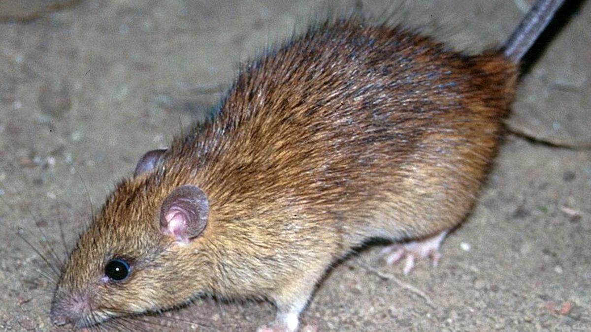 La rata negra (Rattus rattus).