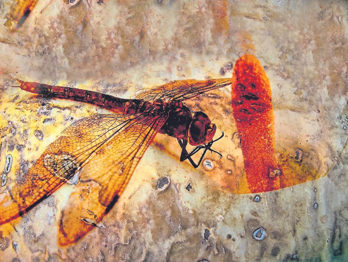 Imágenes de la serie ‘Mystic' de María Pisaca