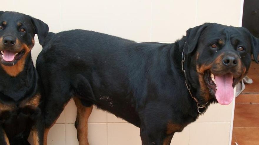 Un ejemplar de rottweiler.