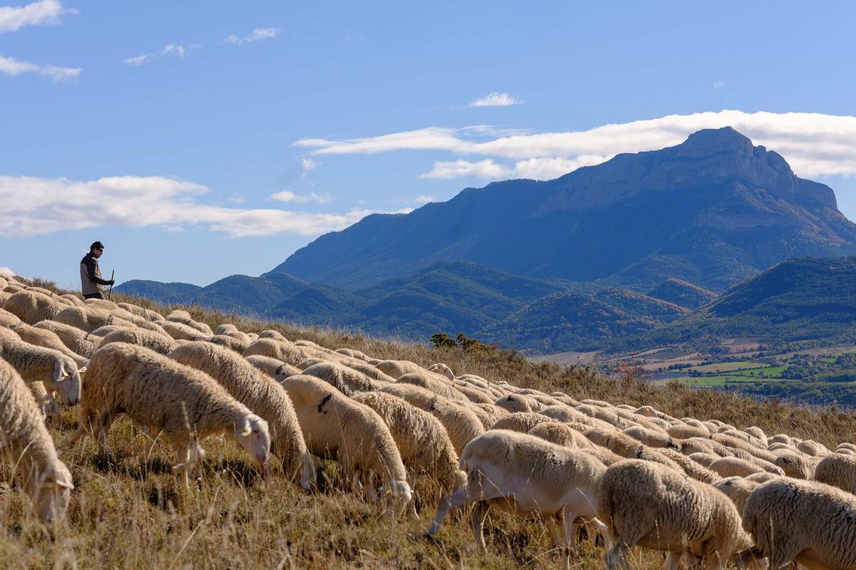 Un pastor del grupo cooperativo Pastores con un numeroso rebaño de ovejas en un paraje de Aragón.