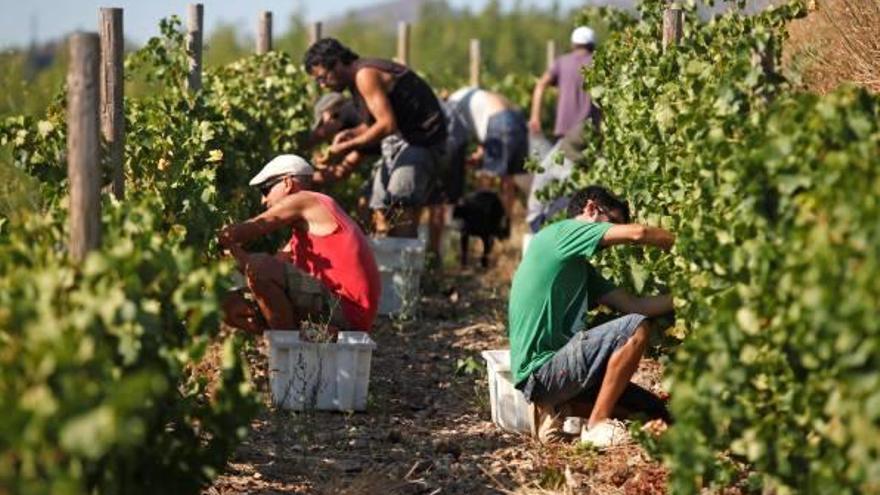 Inici de la verema, als terrenys de la finca Hugas de Batlle de Colera.