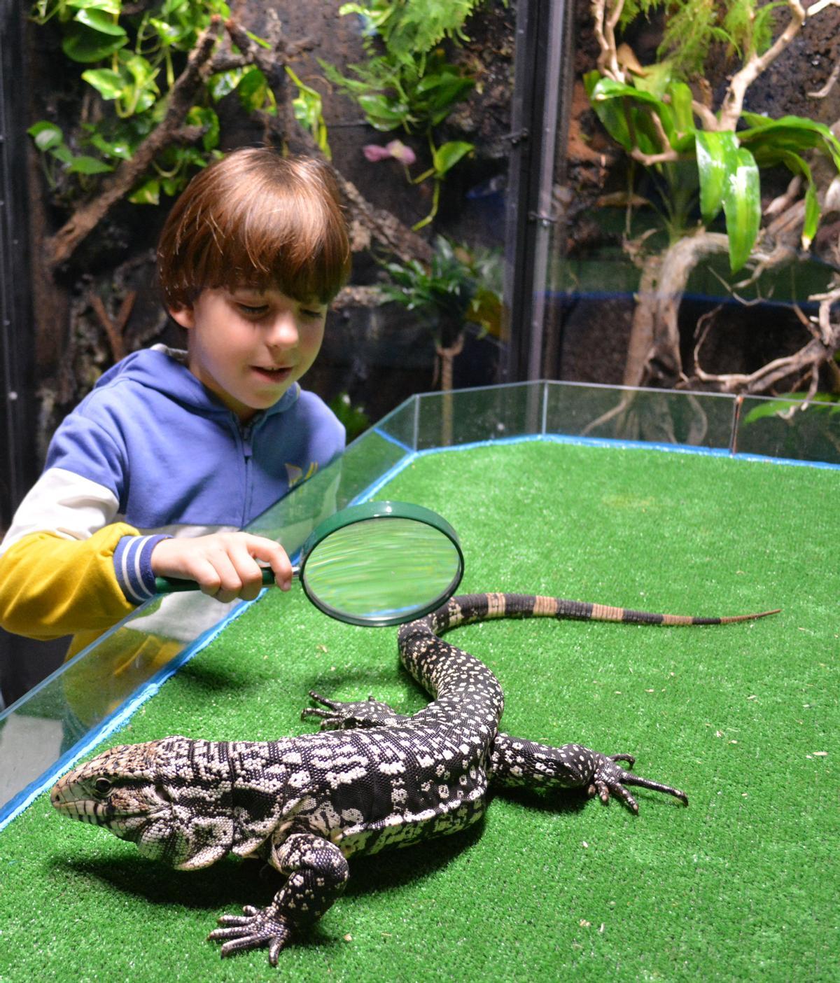 Entre las novedades creadas este año se encuentra la nueva experiencia 'Discovery Reptiles', una forma interactiva y lúdica de conocer diversas especies de reptiles y artrópodos.