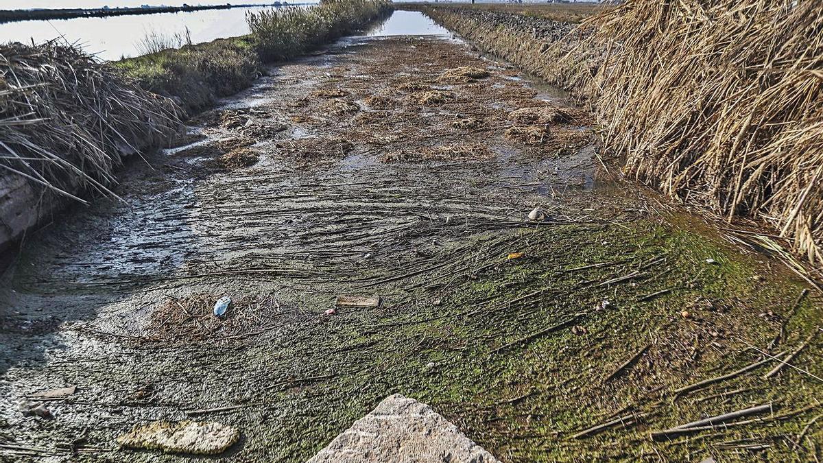 Agua contaminada en los Tancats de l’Albufera ante la acumulación de paja podrida. | F.CALABUIG