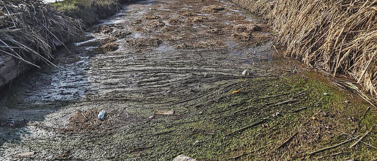 Agua contaminada en los Tancats de l’Albufera ante la acumulación de paja podrida. | F.CALABUIG