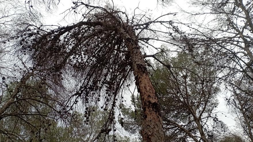 La «seca», una plaga extendida en Málaga, marchita miles de pinos