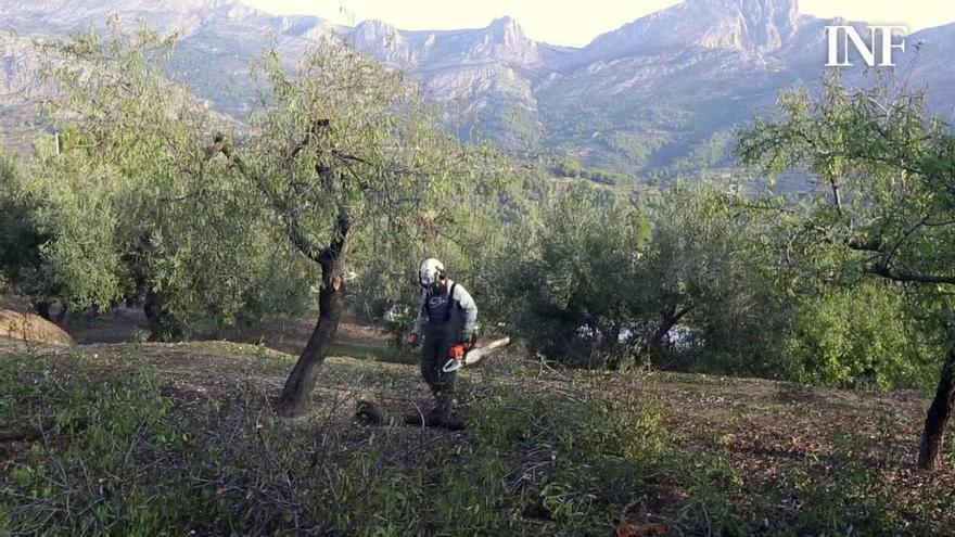 Benimantell se moviliza contra el Consell tras fumigar árboles al lado del colegio sin preaviso