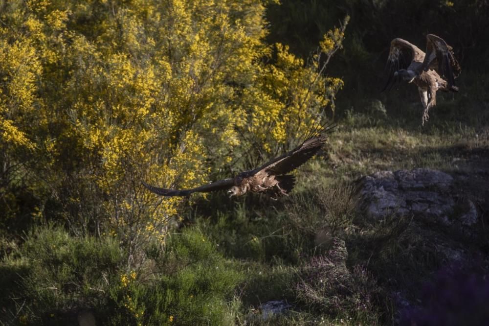 Buitres al acecho en Almaraz