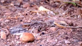 La Universidad de Elche concluye que las aves de entornos agrícolas buscan alimentos libres de pesticidas para sus crías