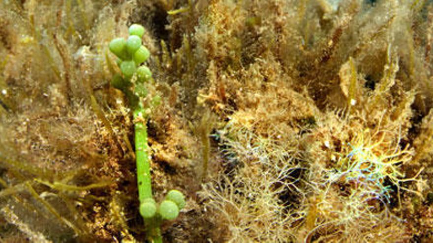 Los característicos frondes como racimos de uva del alga en sa Sal Rossa