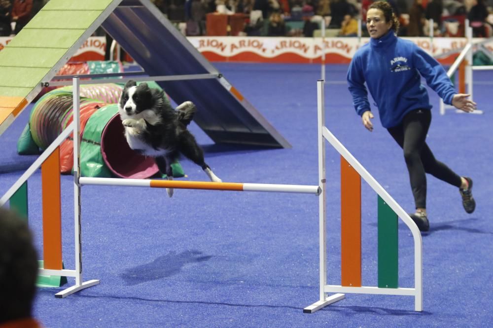 La Exposición Canina de Vigo cierra una nueva edición con grandes resultados.