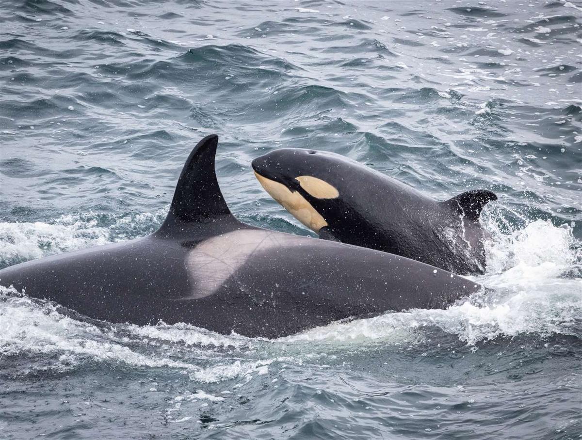 Una orca junto con su cría
