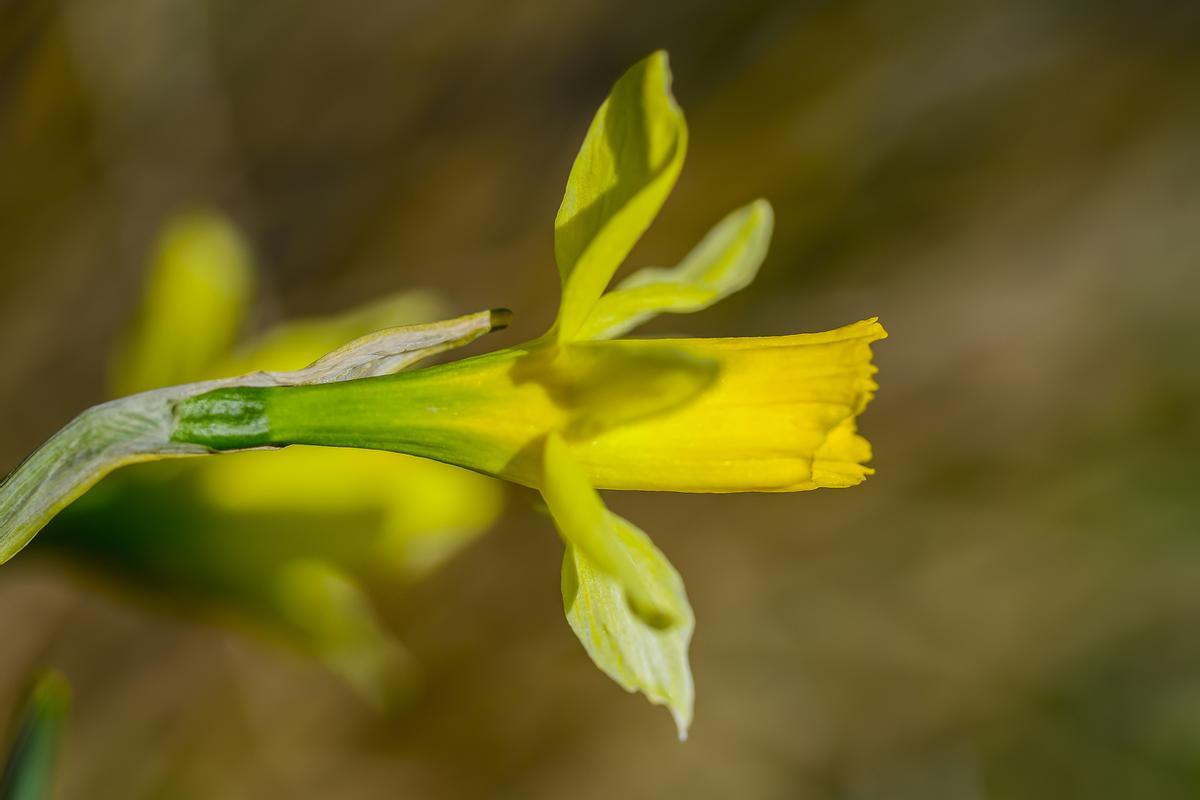 Narcissus nevadensis en Sierra Nevada.