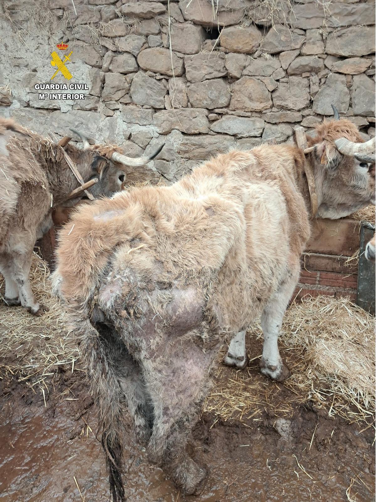 Estado que presentaban los animales.