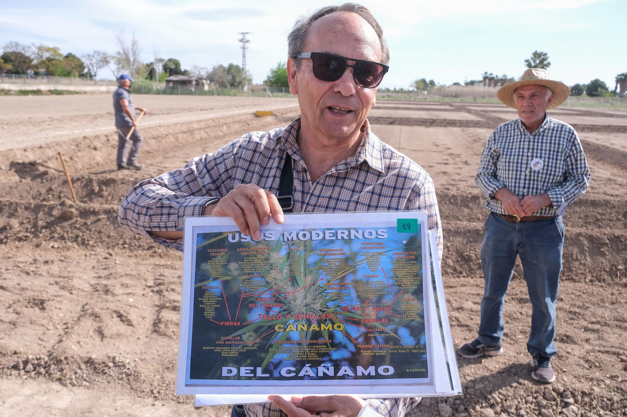 Así es la siembra de cáñamo en Callosa de Segura