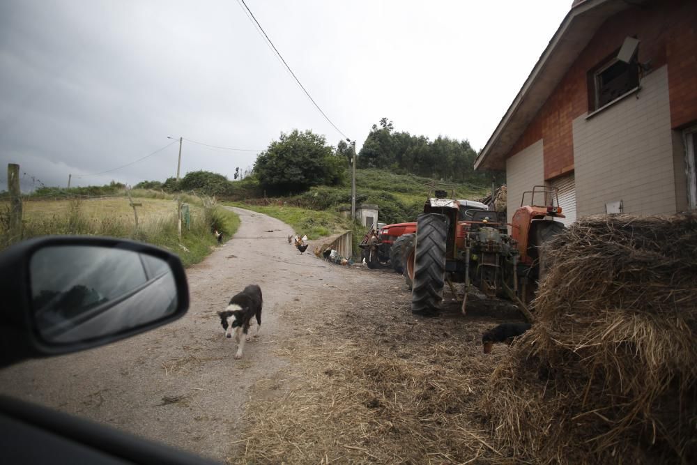 Pesadilla en la granja