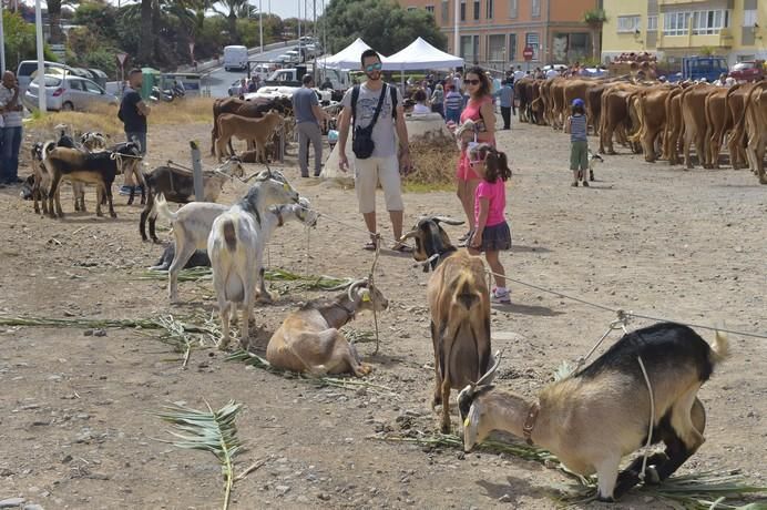 Muestra de ganado por las fiestas de San Juan