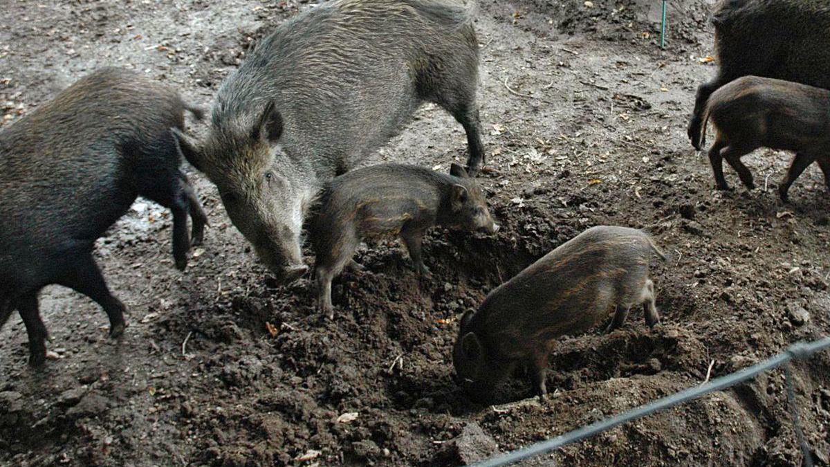 Algunos de los animales en la explotación.