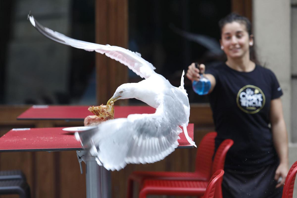 Una joven pulveriza agua para ahuyentar a una gaviota que ha robado un pincho en una terraza hostelera.