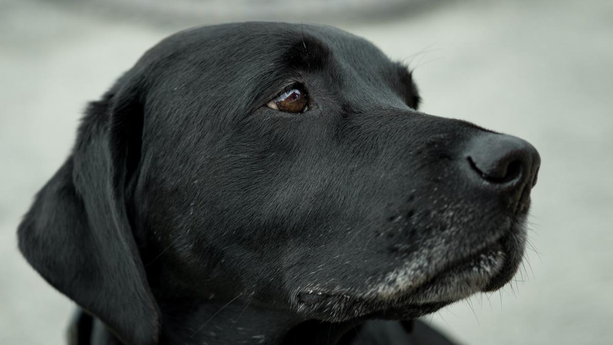 Las lágrimas de los perros no son de llanto.