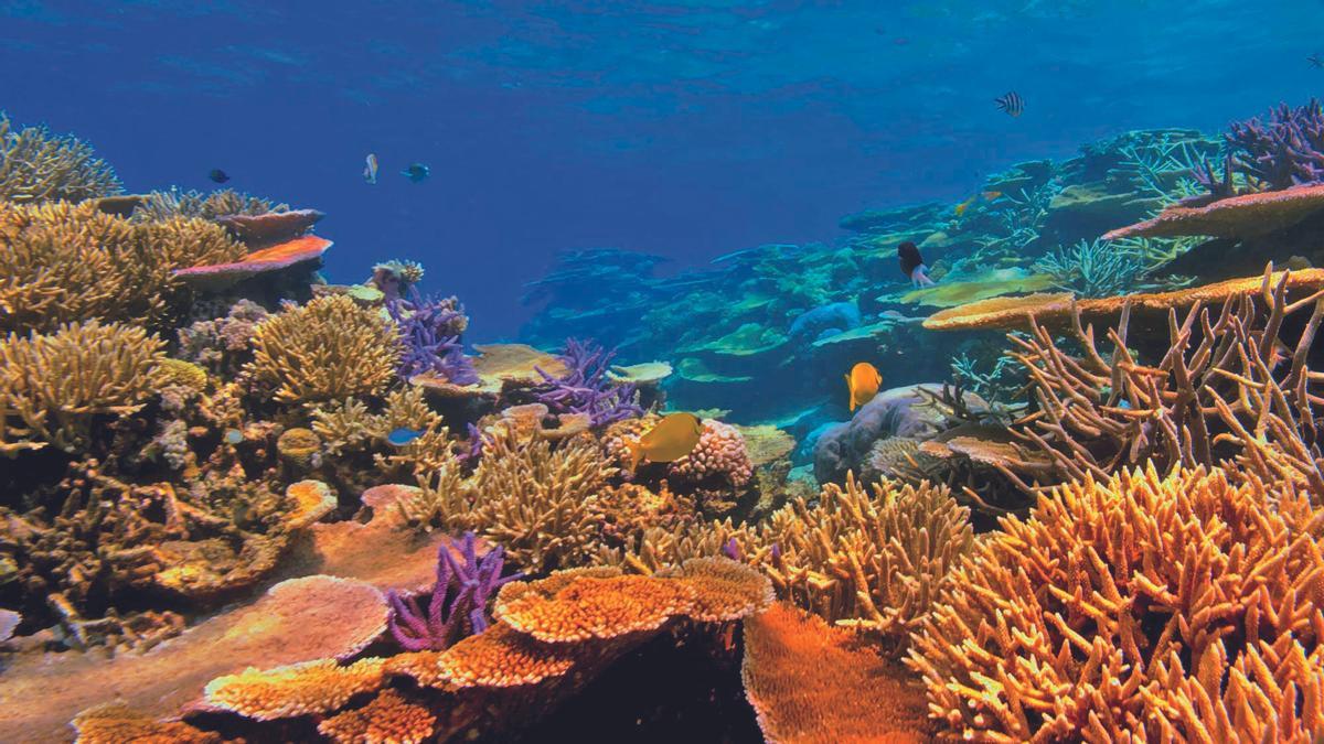 Los corales son vitales para el ecosistema.