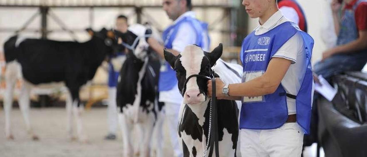 Uno de los participantes en el concurso de novillas de la última edición de Feiradeza. // Bernabé/Javier Lalín