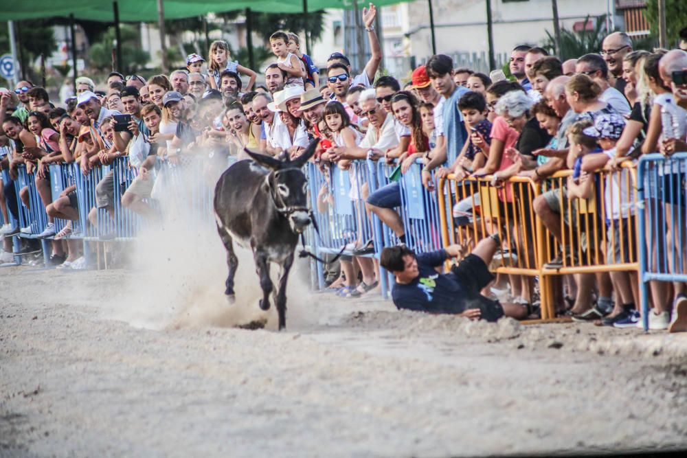 Carrera de burros y asnos y exhibición canina en D