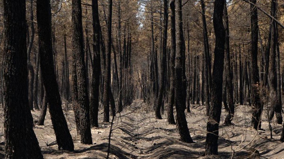 Pinar en el término de Tábara, dentro de los límites de la Sierra de la Culebra, quemado en el incendio de Losacio.