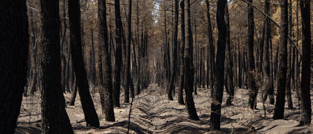 Pinar en el término de Tábara, dentro de los límites de la Sierra de la Culebra, quemado en el incendio de Losacio.