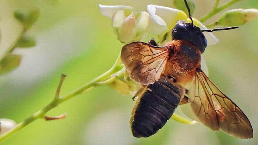 Un ejemplar de abeja asiática gigante de la resina.