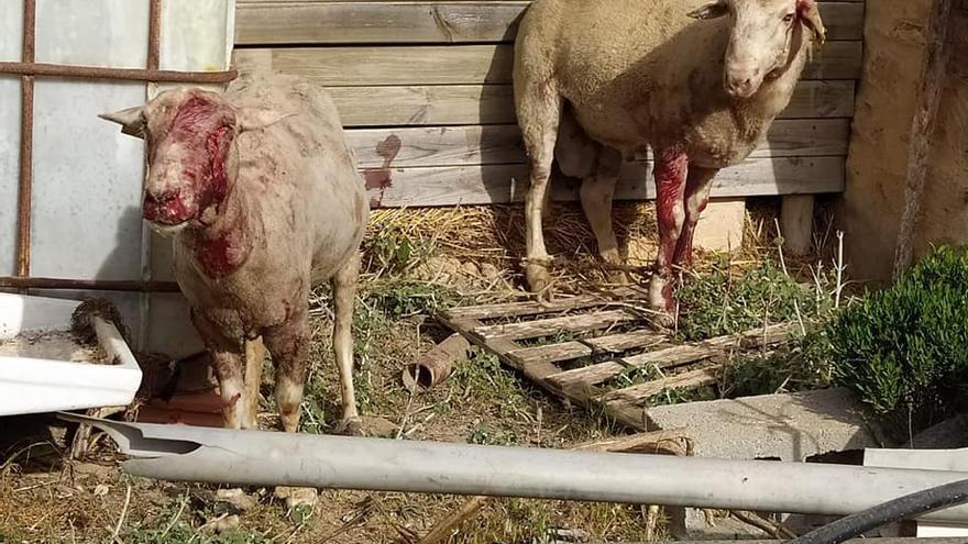 Ataque de perros en Formentera