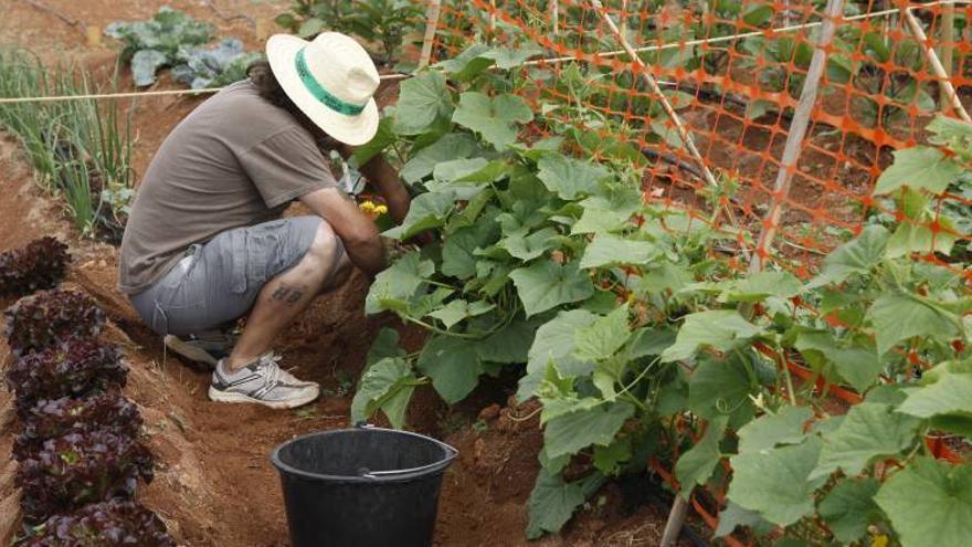 Mayores y jóvenes comparten agricultura ecológica en Onda