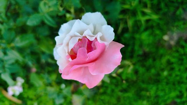 Una bella mutación en el jardín | J.M.L.R.