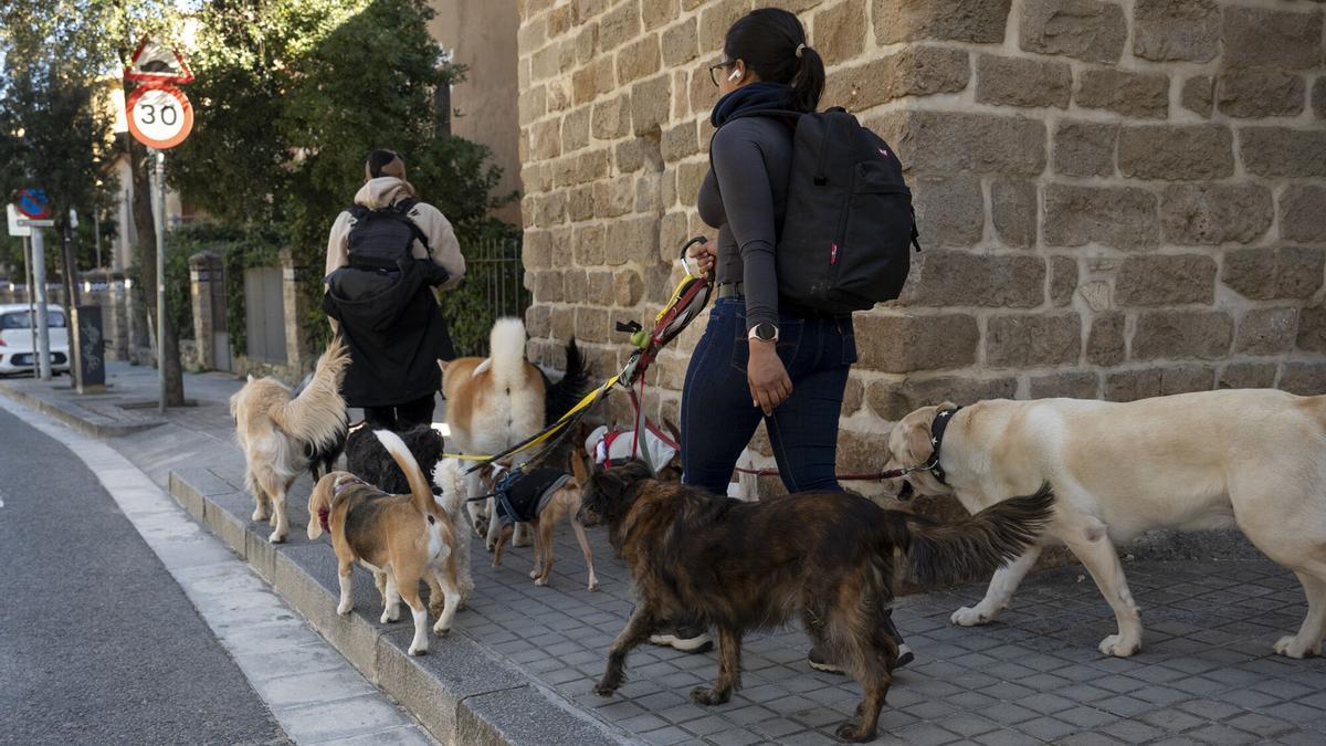 Robotlar | Bu Barselona sokaklarında görülen robot köpeği