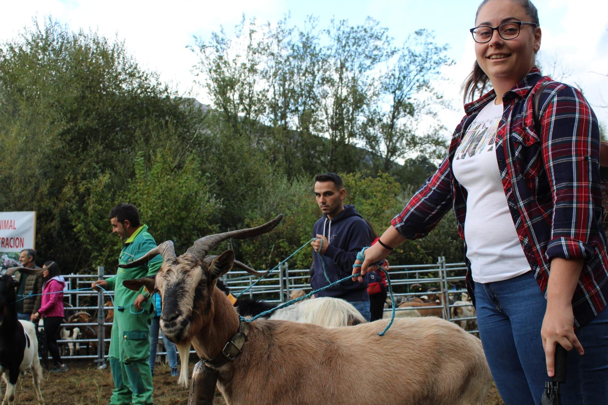 La feria de ganado de Sobrescobio vuelve con 536 animales tras dos años de parón por la pandemia