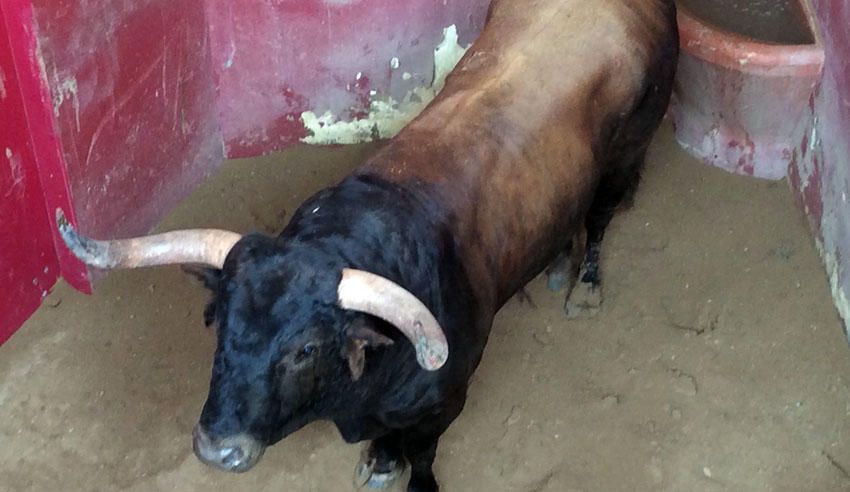 Lechugazo, el bravo toro de las peñas