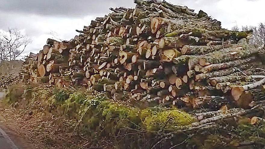 Tala realizada en 2,5 hectáreas de la Ribeira Sacra.   | // FDV