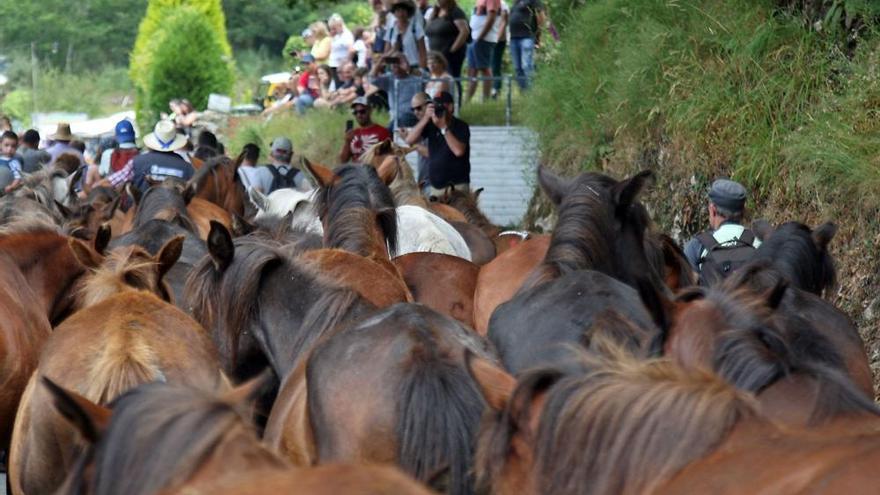 La &#039;Rapa das bestas&#039;, un feroz cara a cara entre caballos y personas