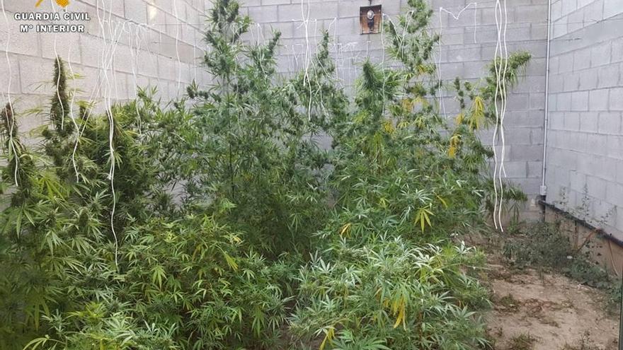 La Guardia Civil localiza un cultivo de marihuana indoor en el interior de una vivienda de Caspe