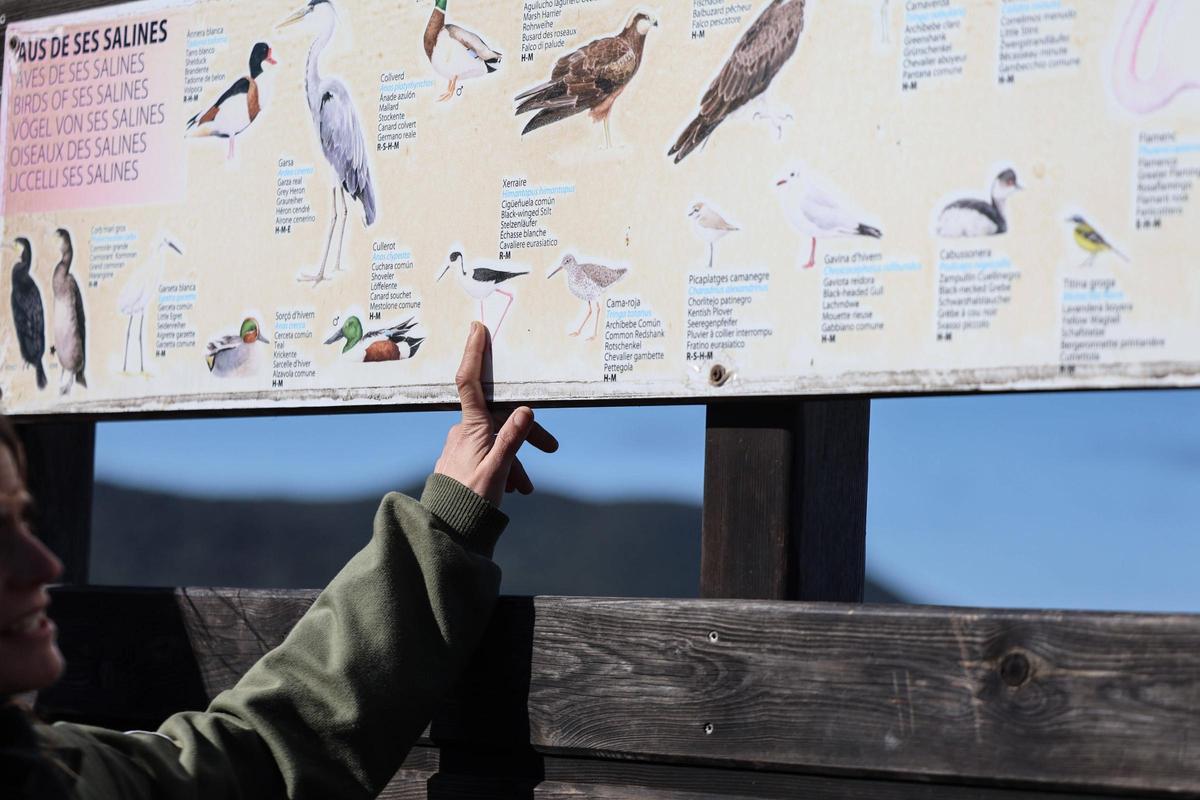 Las imágenes de la jornada en el observatorio de aves en ses Salines de Ibiza